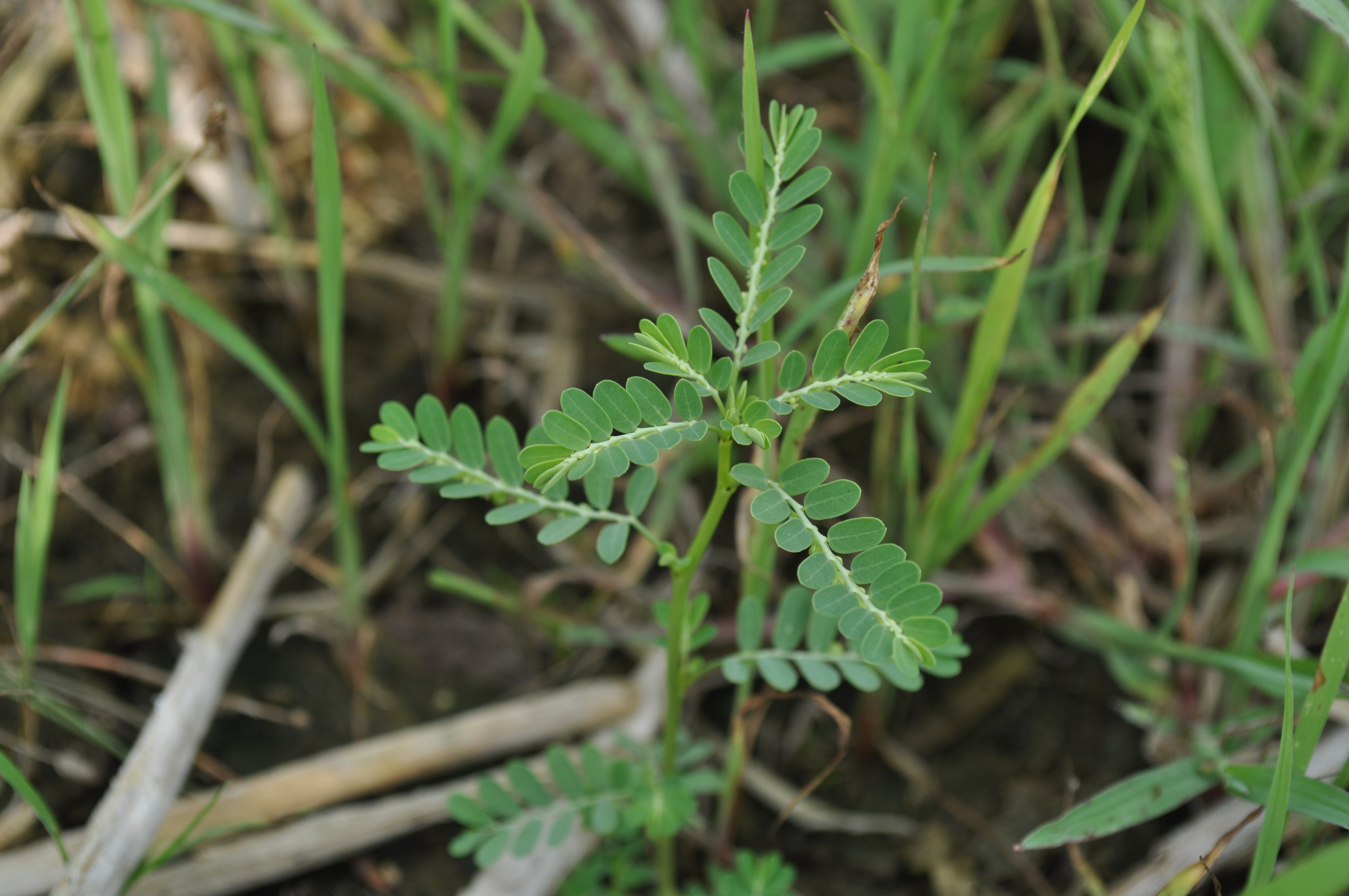 Phyllanthes niruri